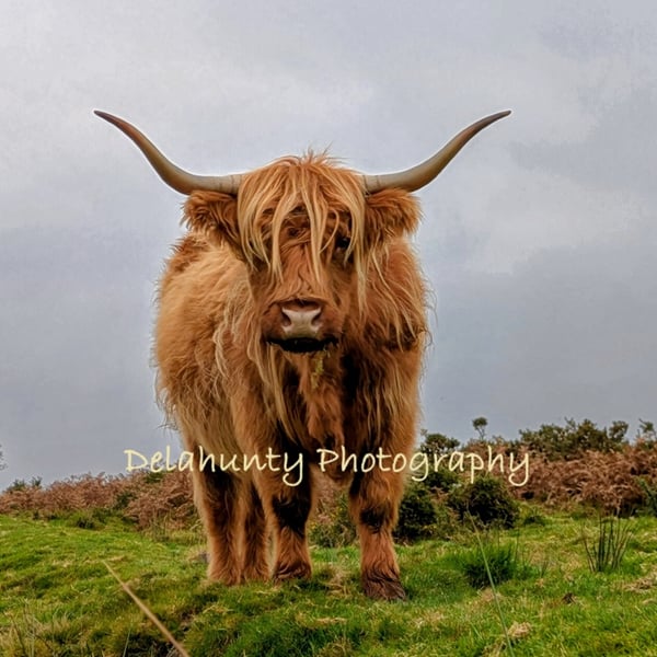 Moorland Cow