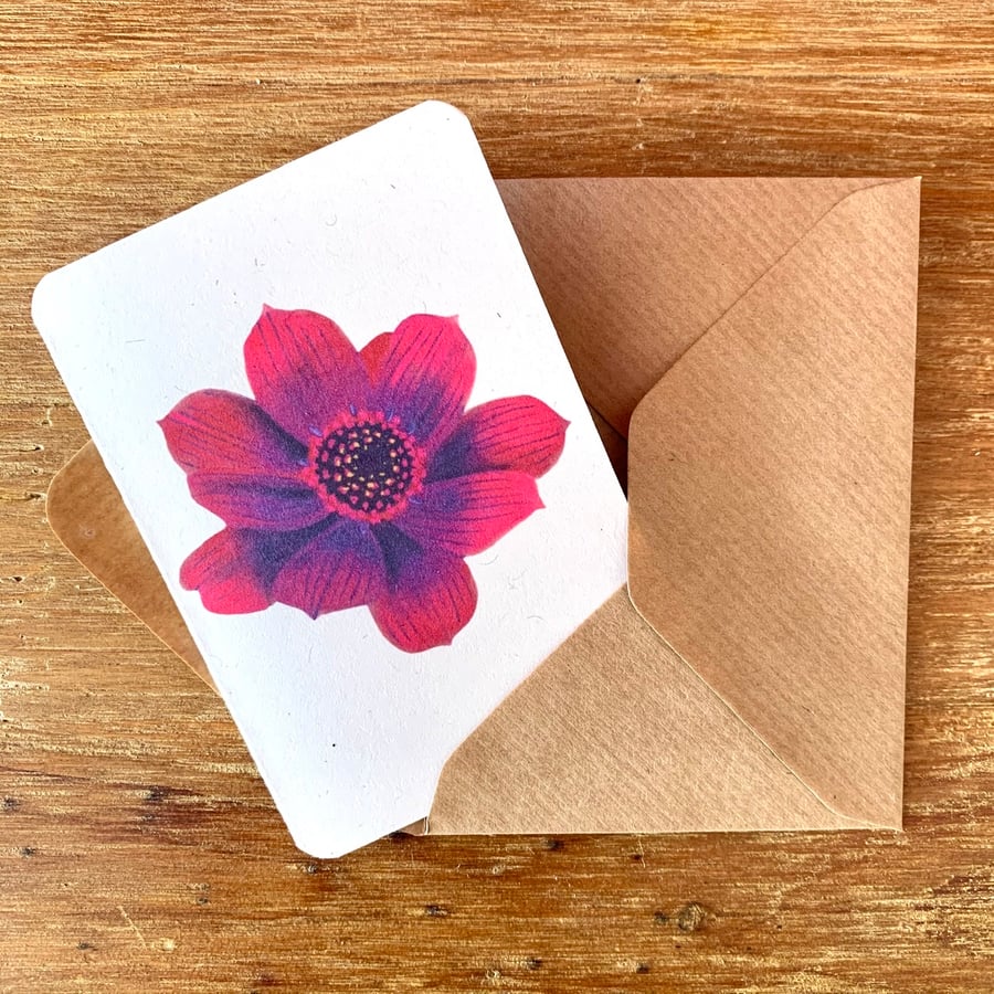“Choca Mocha” Cosmos A7 florist cards - pack of 8 