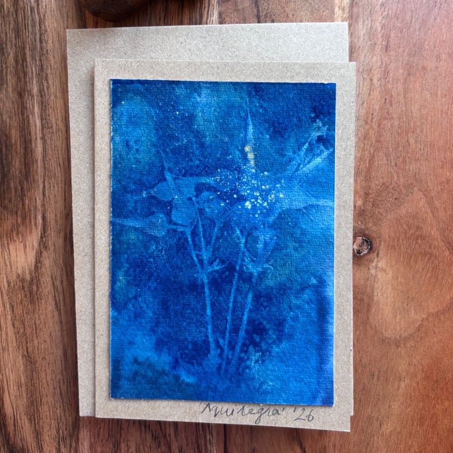 Cyanotype - Aquilegia