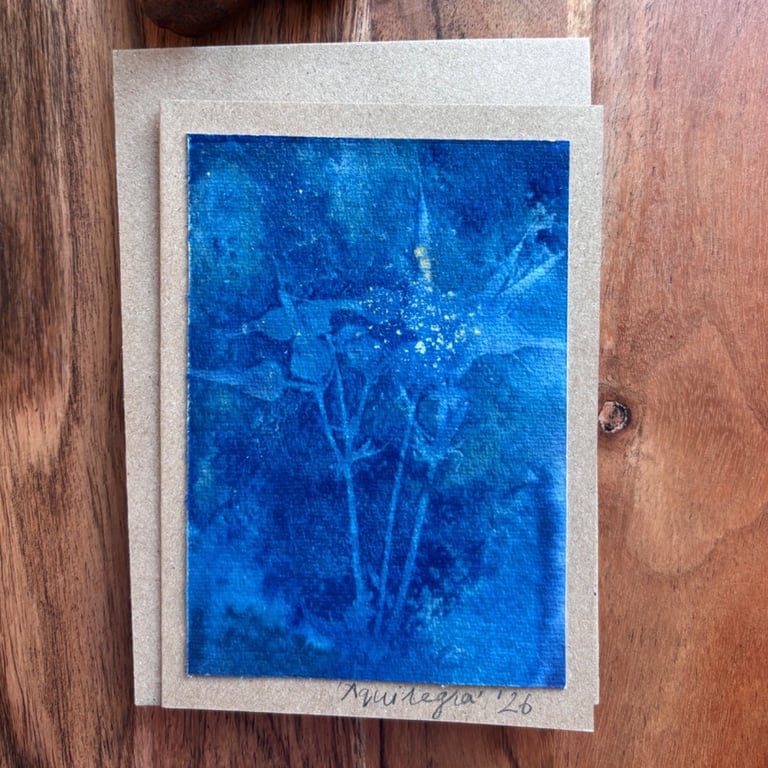 Cyanotype - Aquilegia