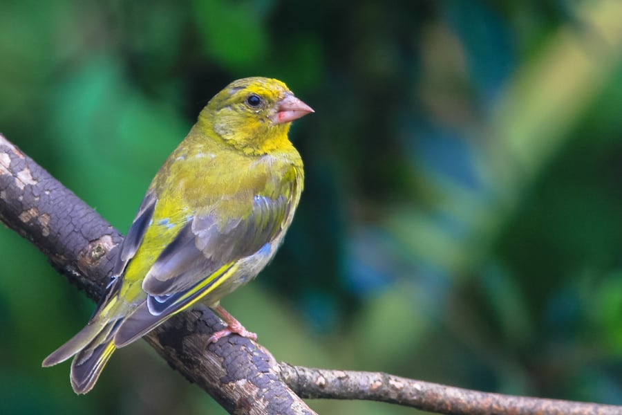 Garden Bird Greetings Card -Greenfinch Photography - Blank inside.