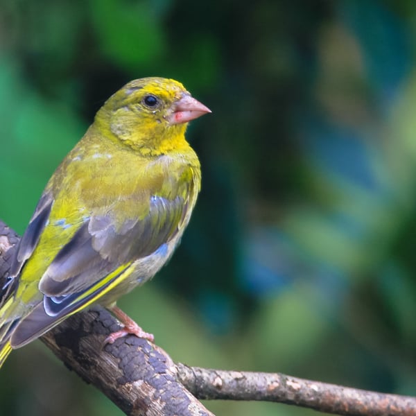 Garden Bird Greetings Card -Greenfinch Photography - Blank inside.