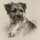 Original Pastel Portrait: Border Terrier, A5 Original Artwork, Dog, Terrier 