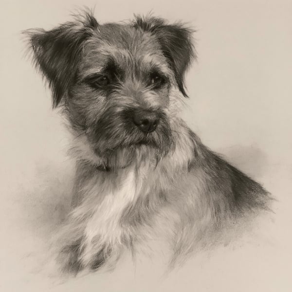 Original Pastel Portrait: Border Terrier, A5 Original Artwork, Dog, Terrier 