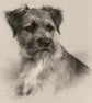 Original Pastel Portrait: Border Terrier, A5 Original Artwork, Dog, Terrier 