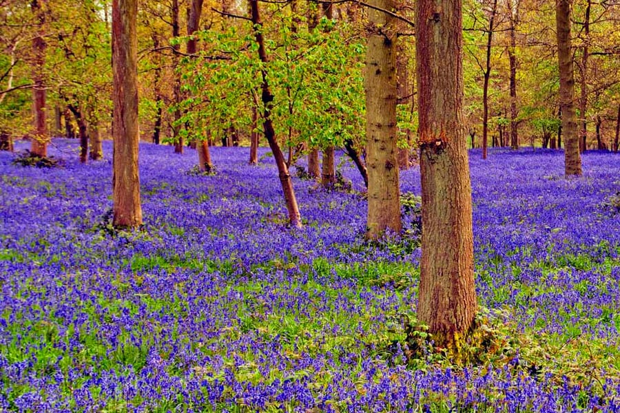 Bluebell Woods Spring Flowers Greys Court Photograph Print