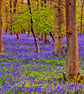 Bluebell Woods Spring Flowers Greys Court Photograph Print - Image 1