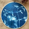 Clematis Plant Cyanotype Embroidery Hoop