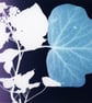 Ivy II Print from Original Photogram - Black mount to fit 11x14 inch frame - Image 3