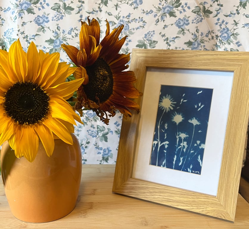 Original Cyanotype of daisies, mounted, ready to frame
