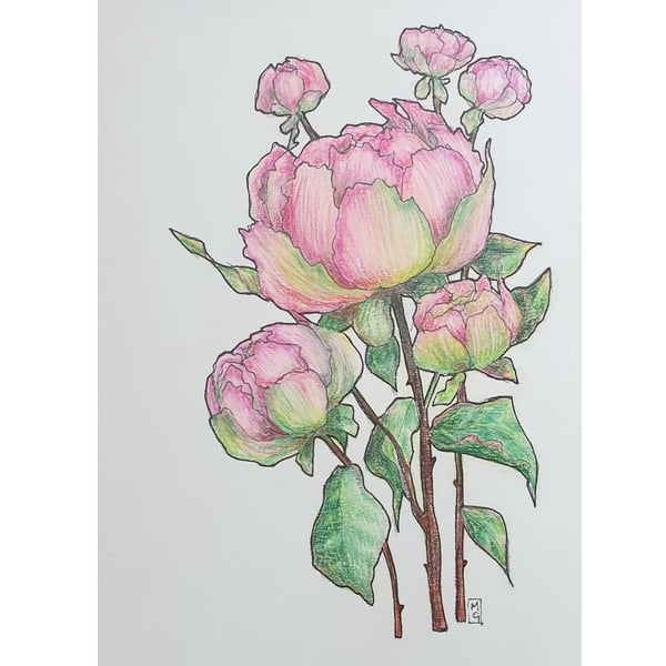 Pink Peonies, Original flower drawing, small floral wall art