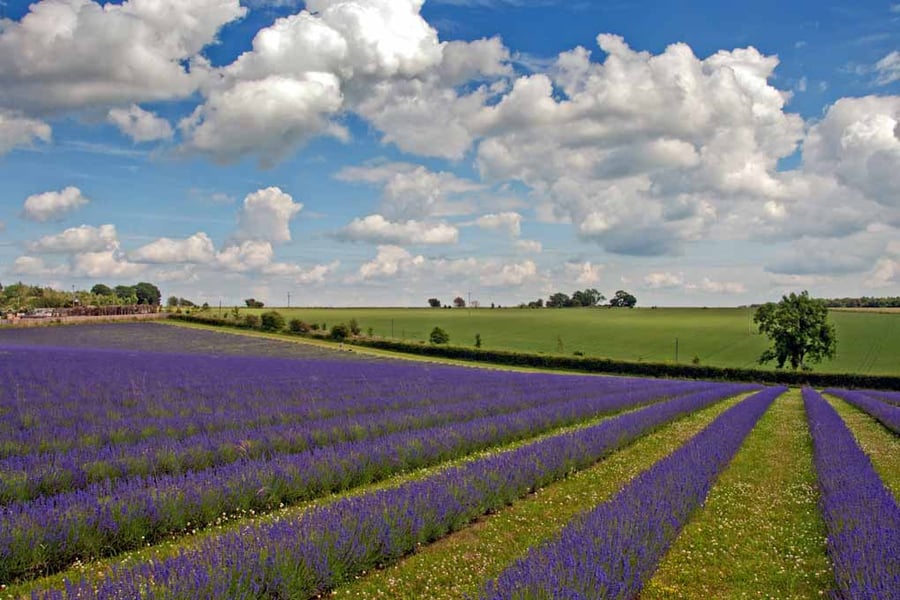 Lavender Field Purple Flowers Cotswolds Photograph Print