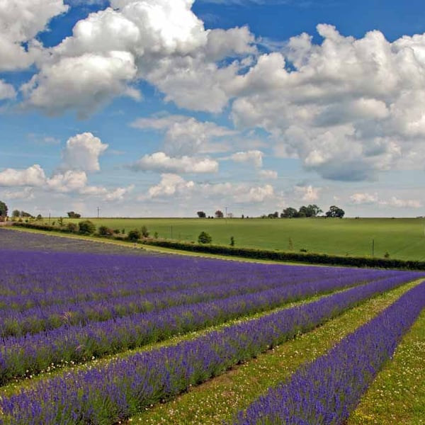 Lavender Field Purple Flowers Cotswolds Photograph Print