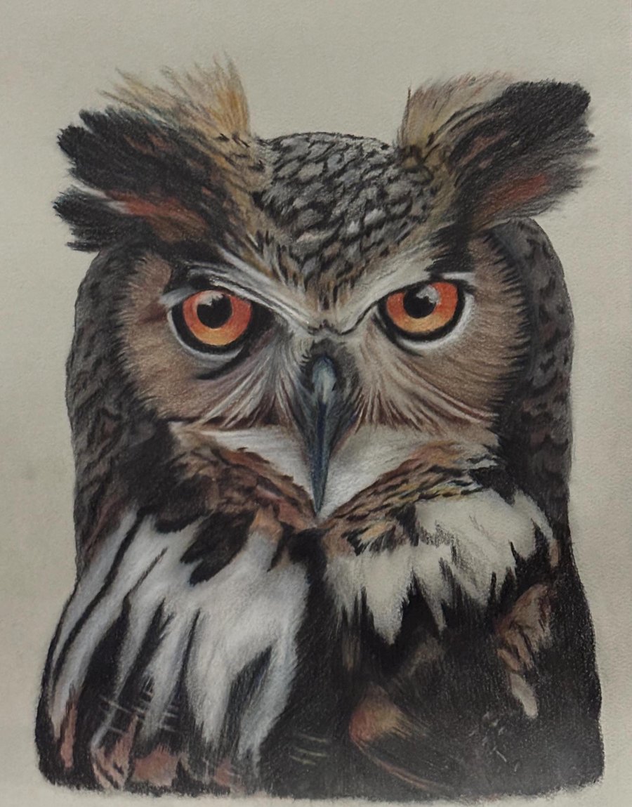 Wise Old Owl – Colour Pencil Drawing 