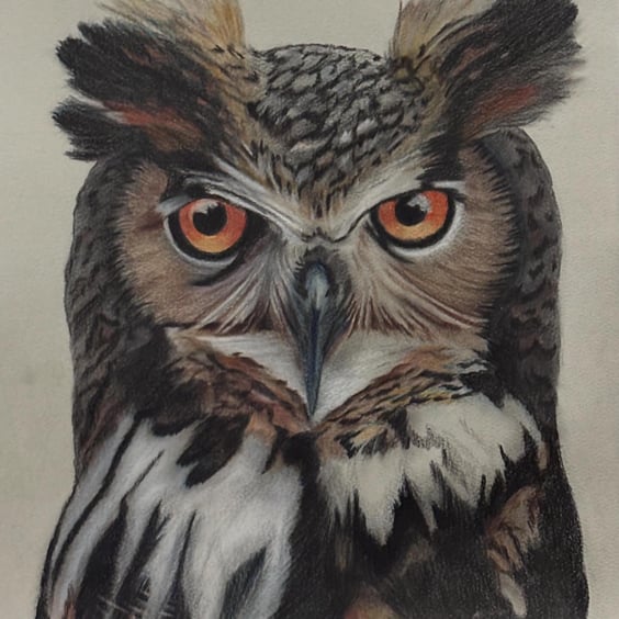 Wise Old Owl – Colour Pencil Drawing 