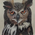 Wise Old Owl – Colour Pencil Drawing 