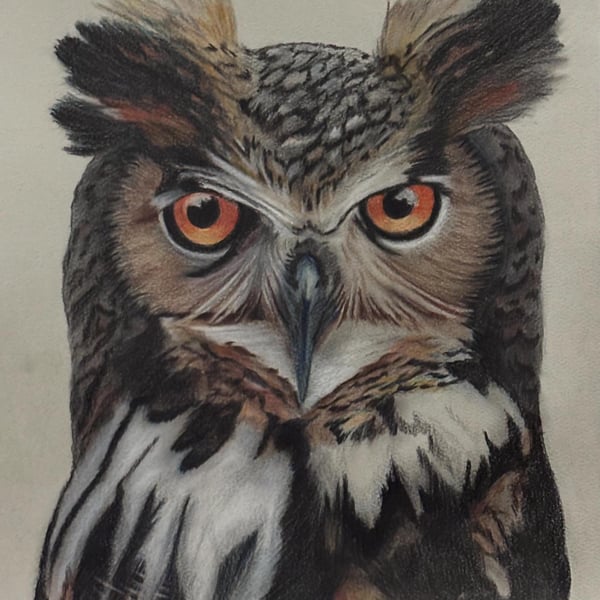 Wise Old Owl – Colour Pencil Drawing 