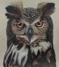 Wise Old Owl – Colour Pencil Drawing 