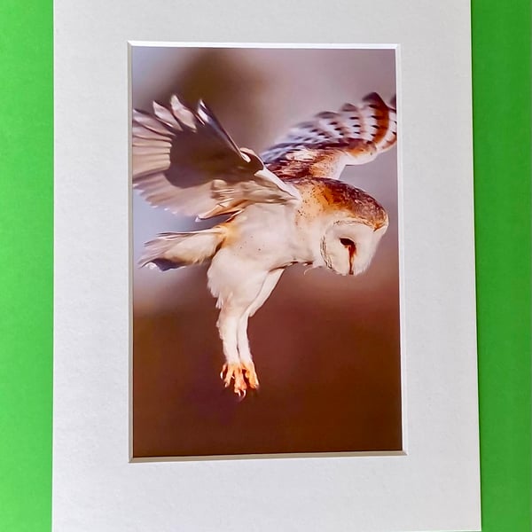 Barn Owl in Flight - Photograph with White Mount and Backing Board