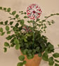 Red w white spots & pink flower plant companion perfect for pot plants