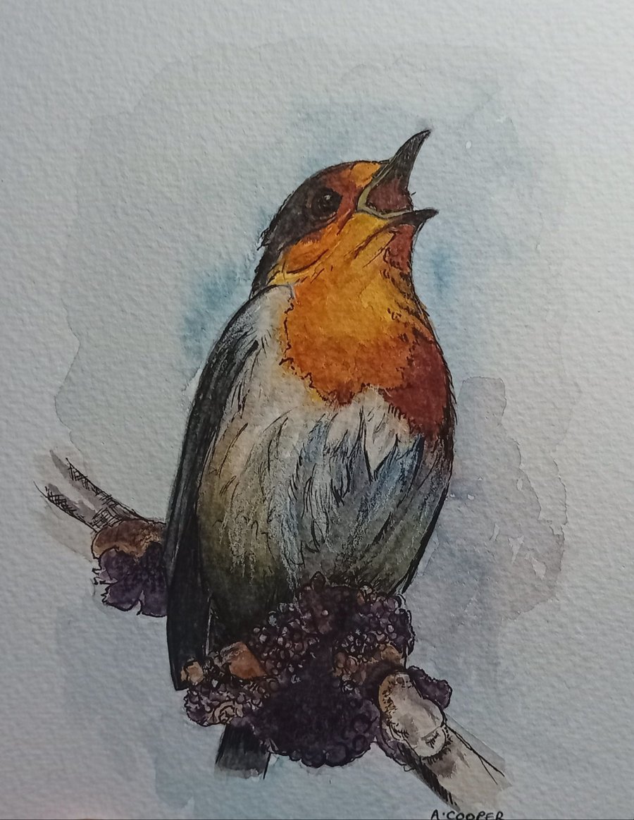 ,SINGING ROBIN, watercolour and fine liner, PRINT,