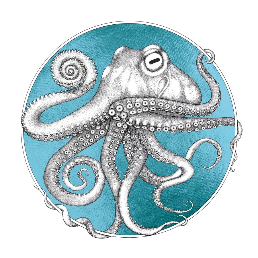 Olive the Octopus - Aqua