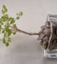 Peridot Gemstone Tree. - Image 7