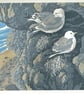 Kittiwakes at Braidcarr Point-Seahouses - Image 1