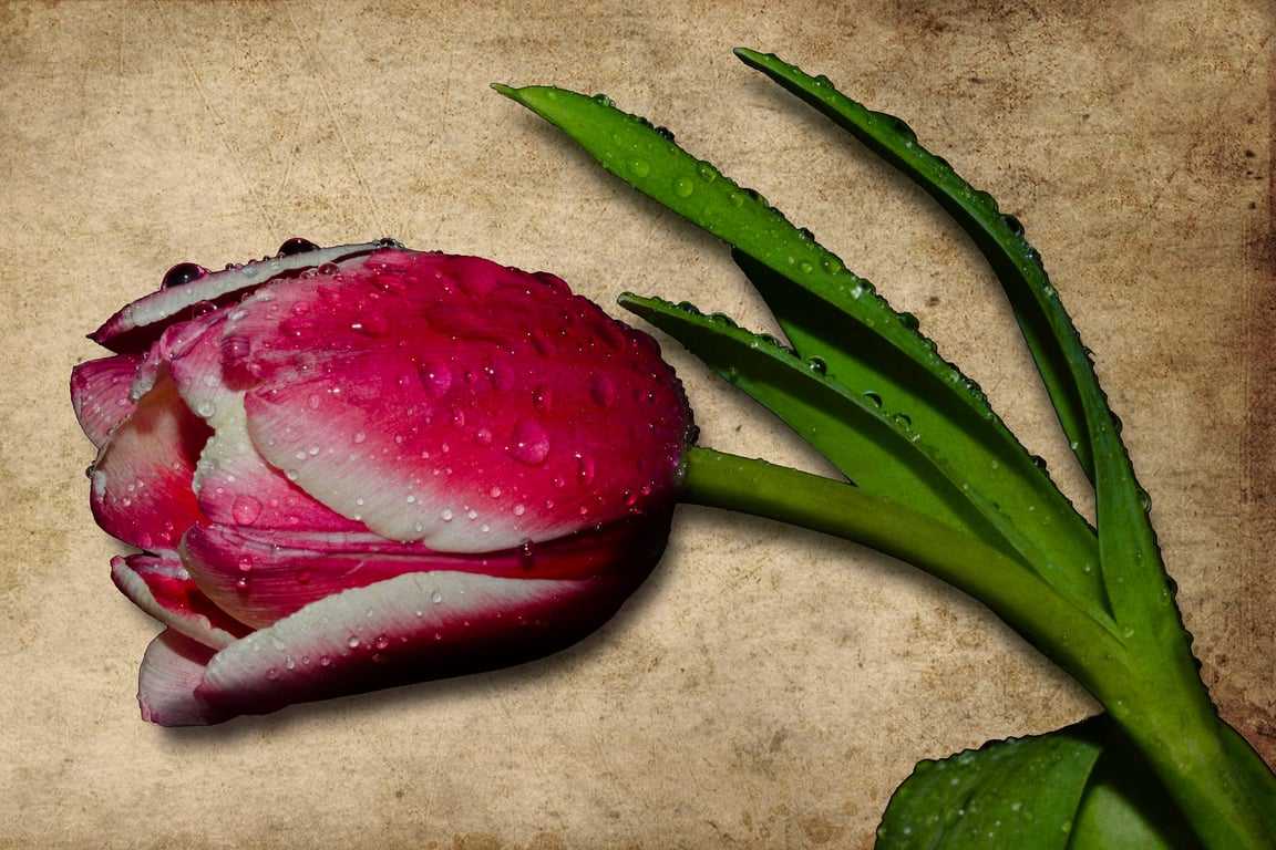 Textured tulip in the rain print