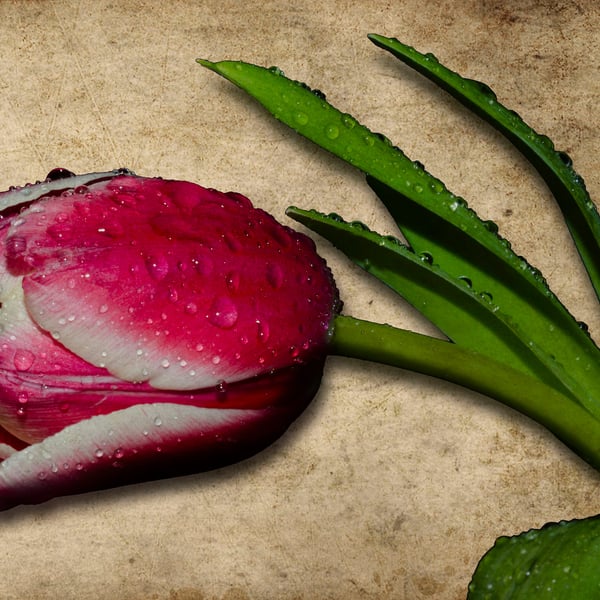 Textured tulip in the rain print