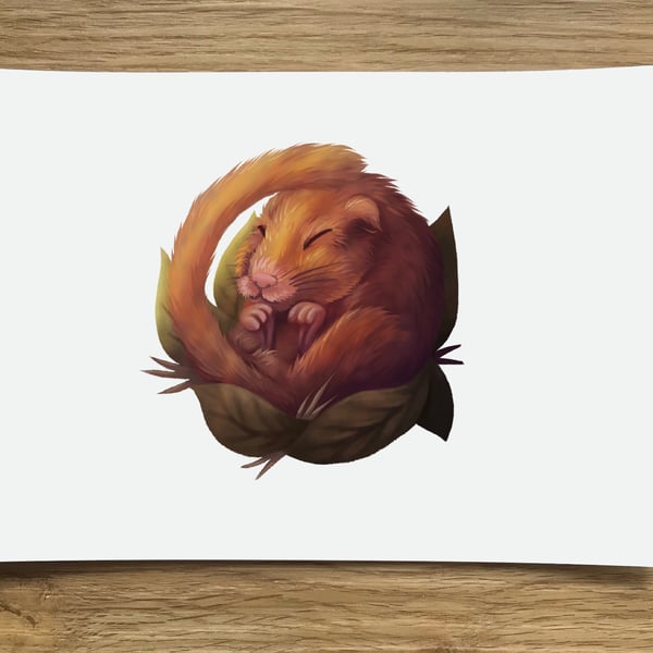 A6 Dormouse Post Card (White Background)
