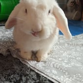 Charliebunny