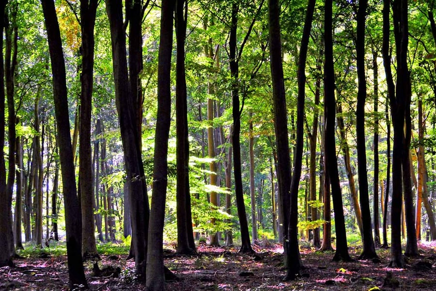 Blackwood Forest Winchester Hampshire Photograph Print
