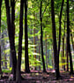 Blackwood Forest Winchester Hampshire Photograph Print
