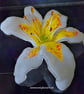 Handmade Fused Glass Matte White and Yellow Stargazer Lily with Wall-mount - Image 3