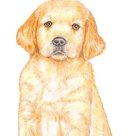 Dexter the Golden Retriever Puppy - Birthday Card