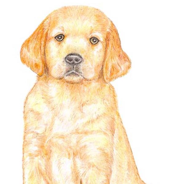 Dexter the Golden Retriever Puppy - Birthday Card