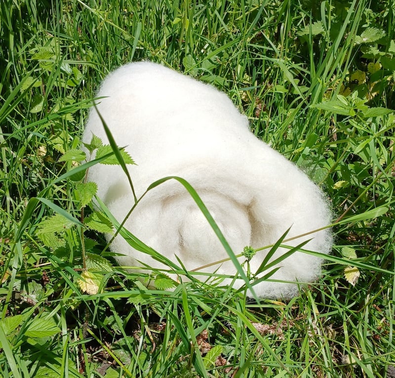 Poll Dorset Cared Batt