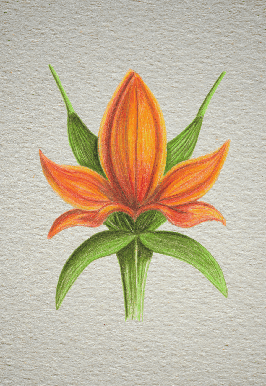 Orange Alien Lily, Print of Coloured Pencil Drawing (A5)
