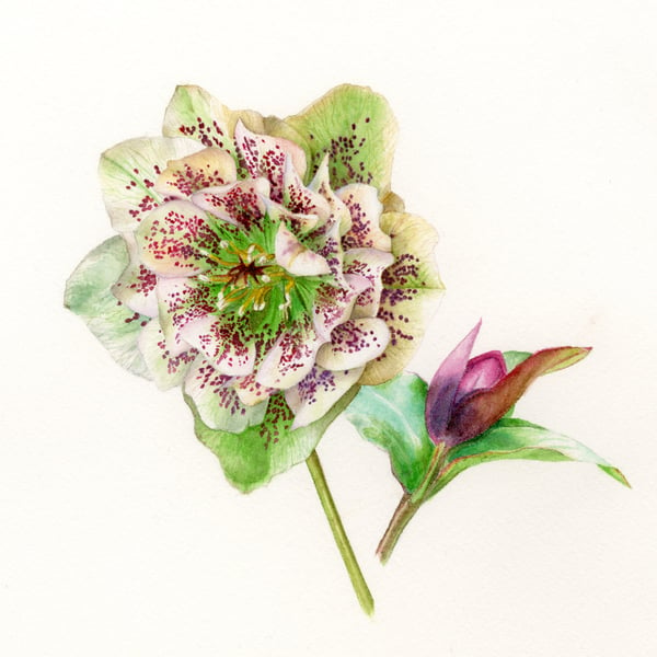 Hellebore and bud limited edition botanical print