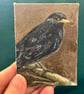 ACEO blackbird on a branch original miniature painting  - Image 1