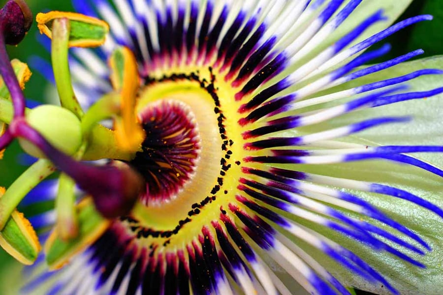 Passion Flower Summer Flowering Plant Photograph Print