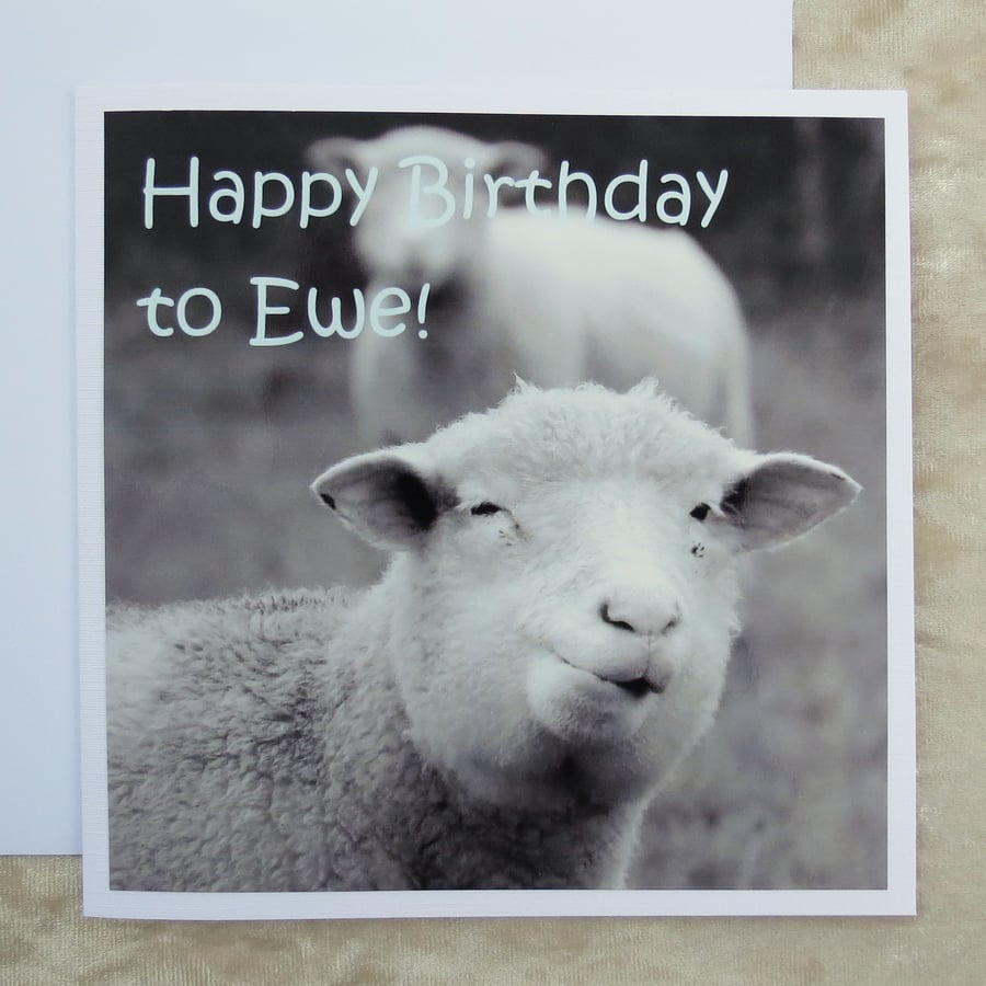 Birthday card.  Sheep card.  A card featuring an original photograph.