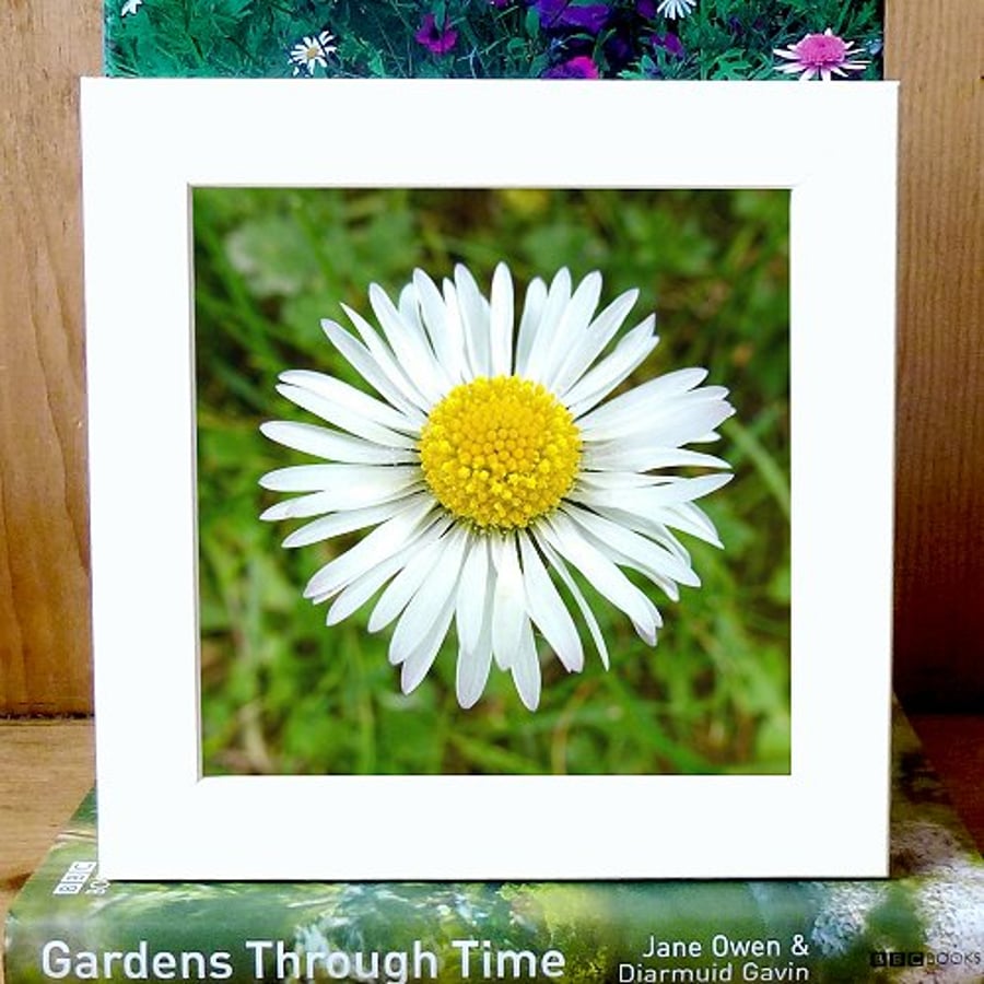 'Daisy...do!' - 8" x 8" colour print