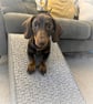 40cm H x 80xm L Wood Clad Pet Ramp with Grey Carpet - Image 10