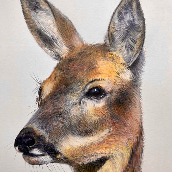 “In the Morning Mist” Roe Deer, blank greetings card  