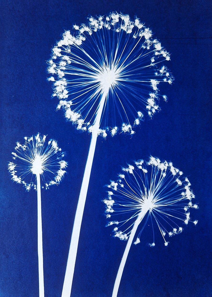 Three Alliums Cyanotype Card