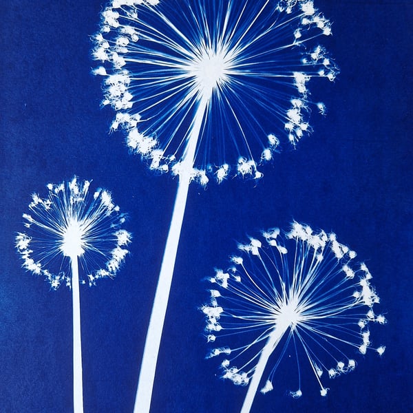 Three Alliums Cyanotype Card