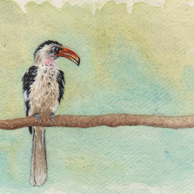 Van Der Decken's Hornbill Original Watercolour Painting