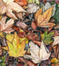 Fallen Autumn Leaves Original Colour Pencil Drawing No 1 - Image 2
